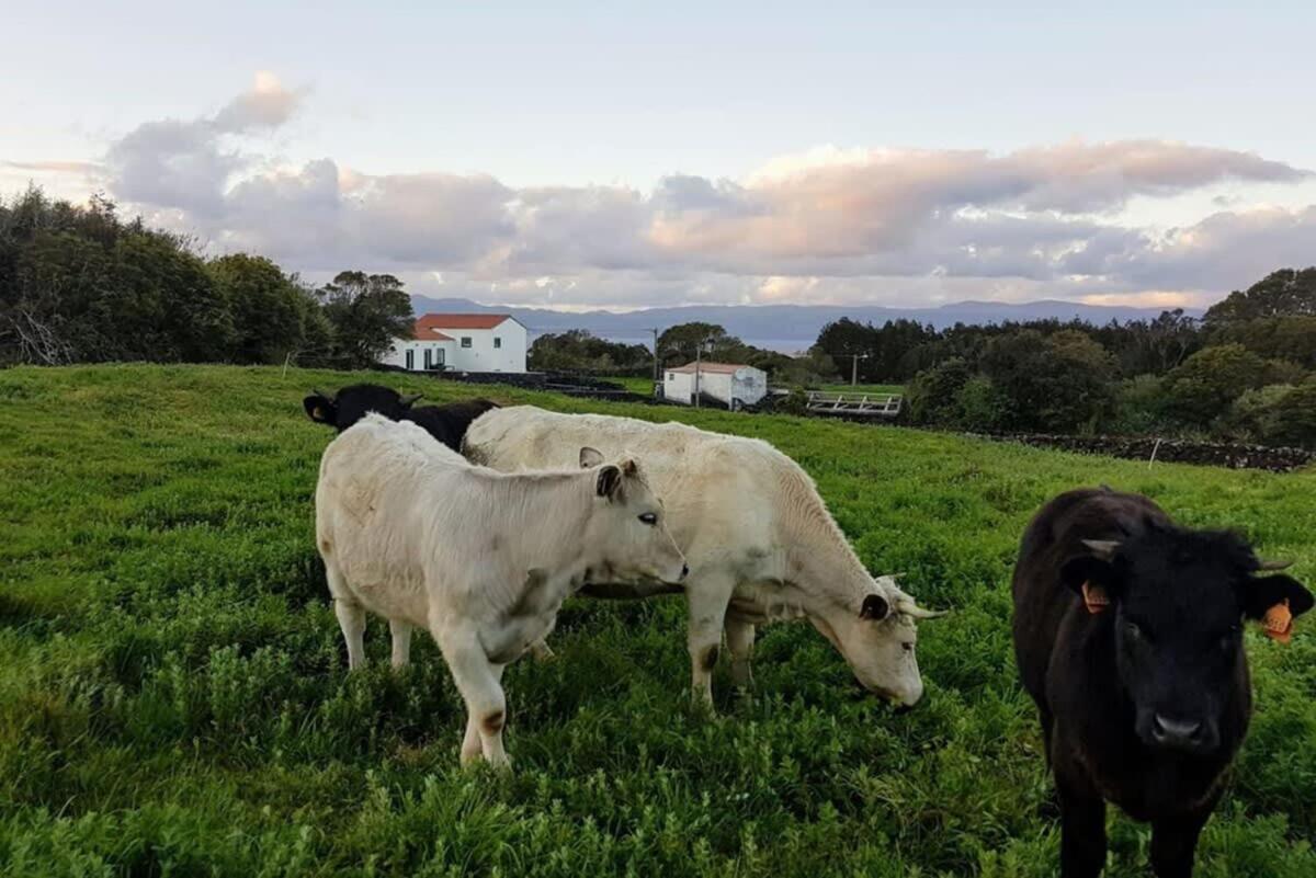 Liiiving In Acores - Ocean View House Villa Canto da Areia Exteriör bild